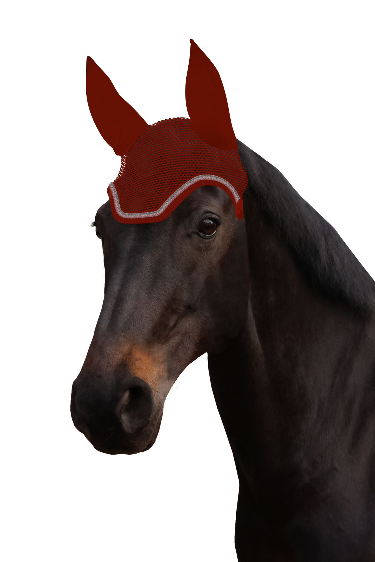 Fliegenohr