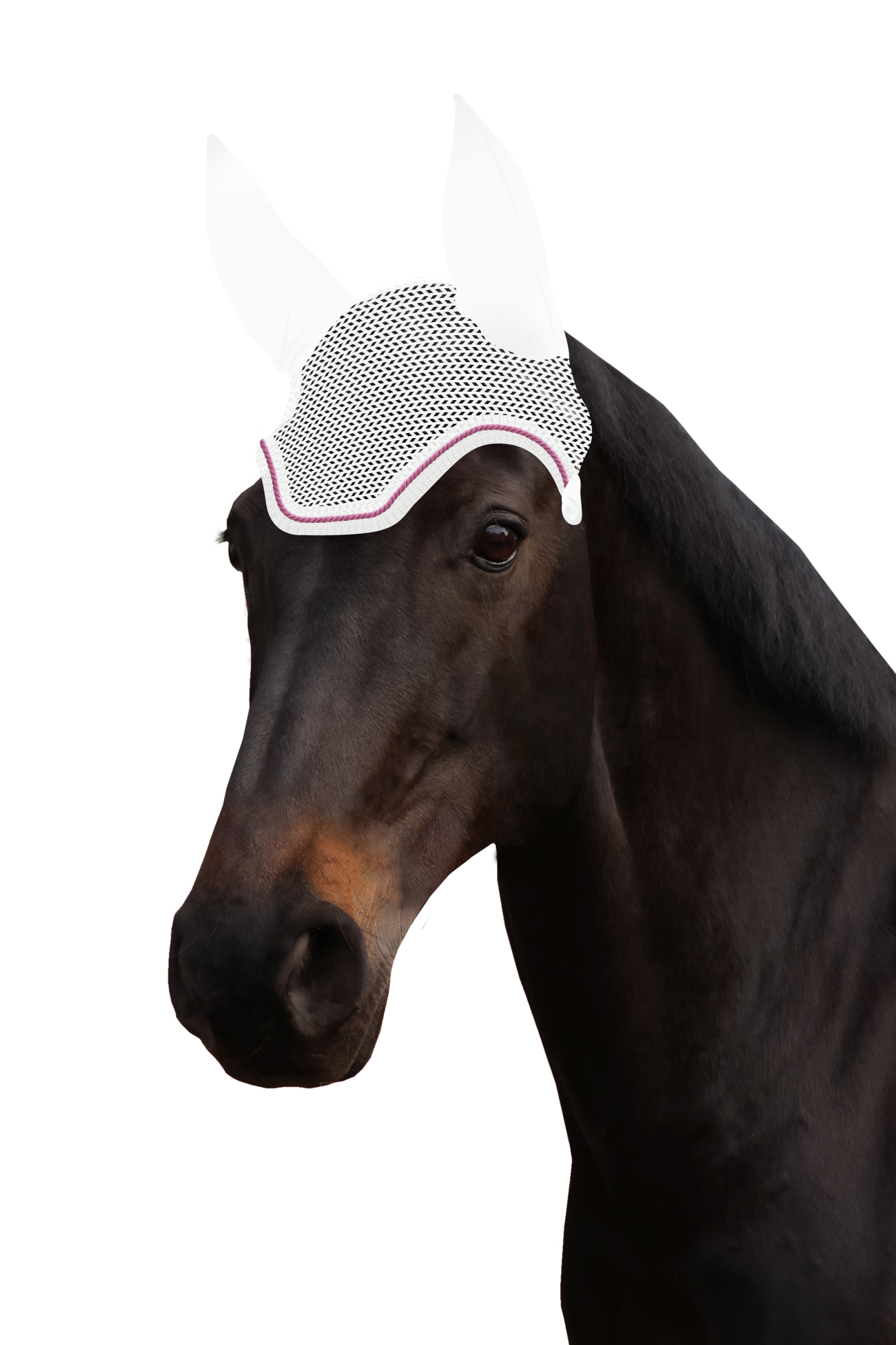 Fliegenohr