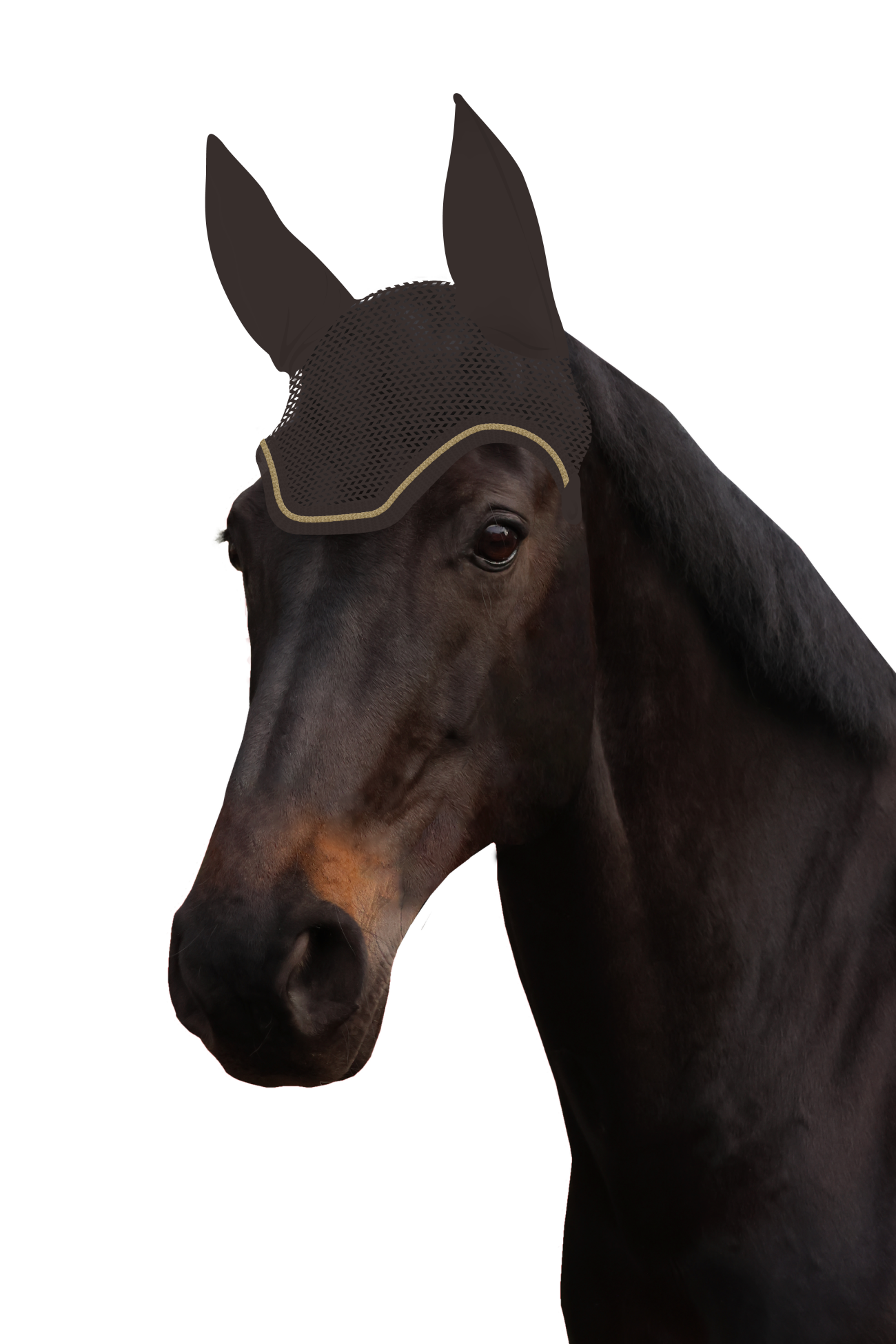 Fliegenohr