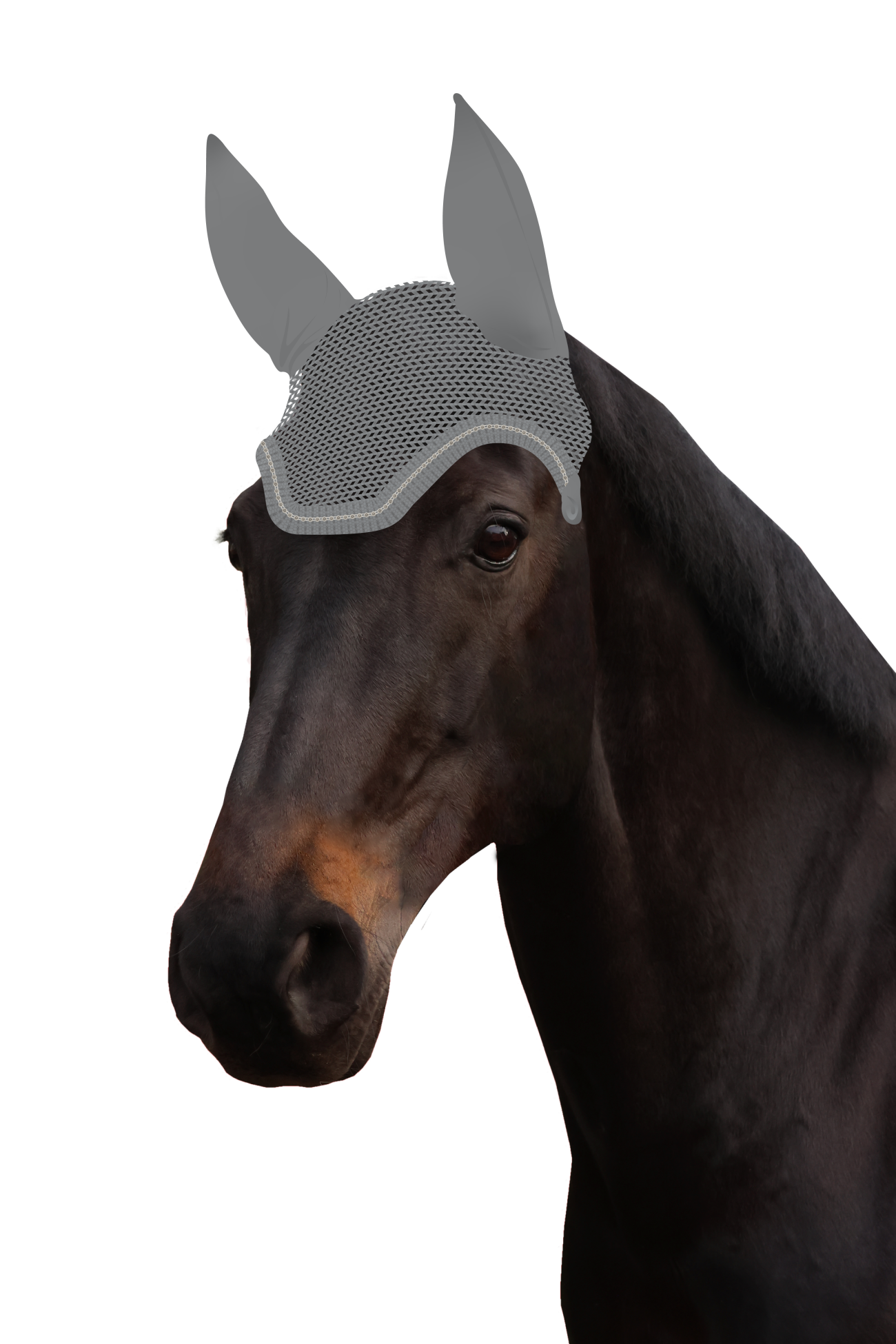 Fliegenohr