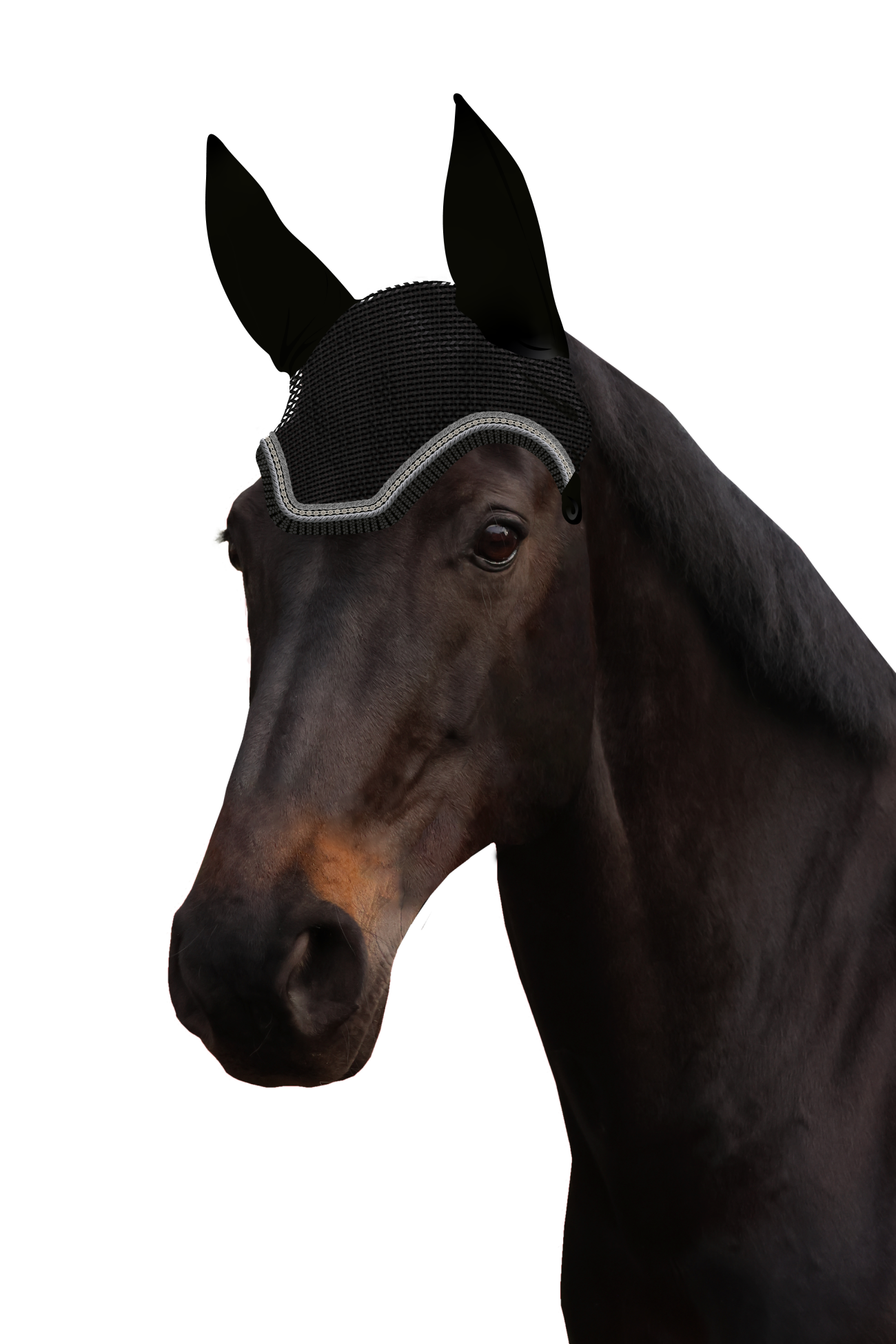 Fliegenohr