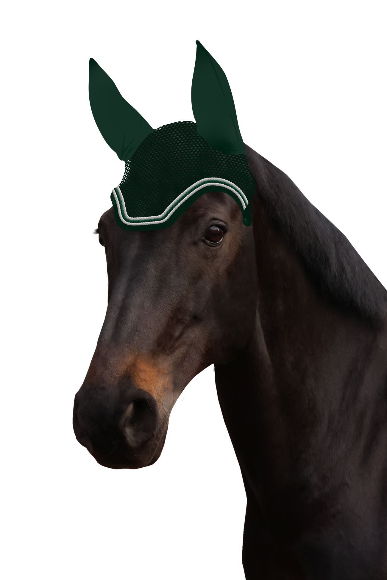 Fliegenohr