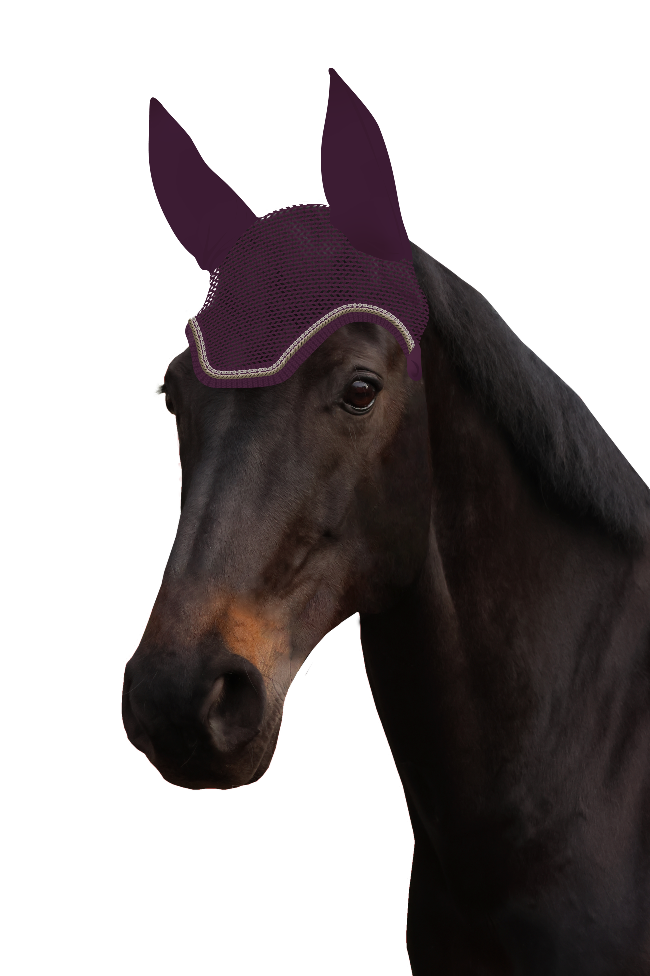 Fliegenohr