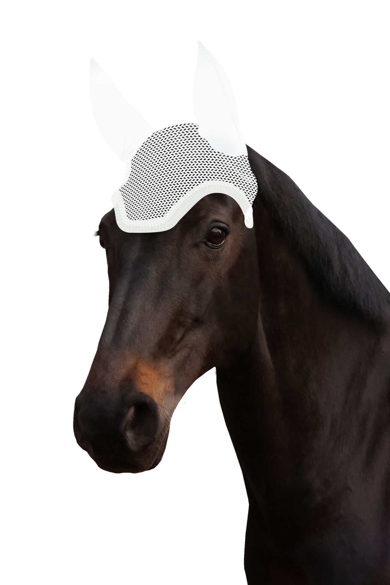 Fliegenohr