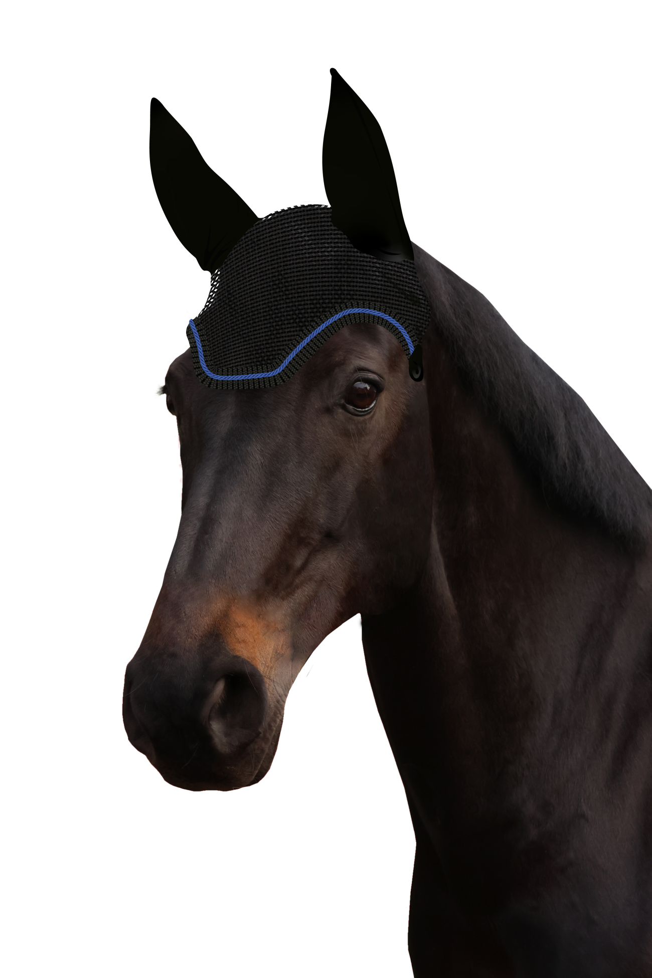 Fliegenohr