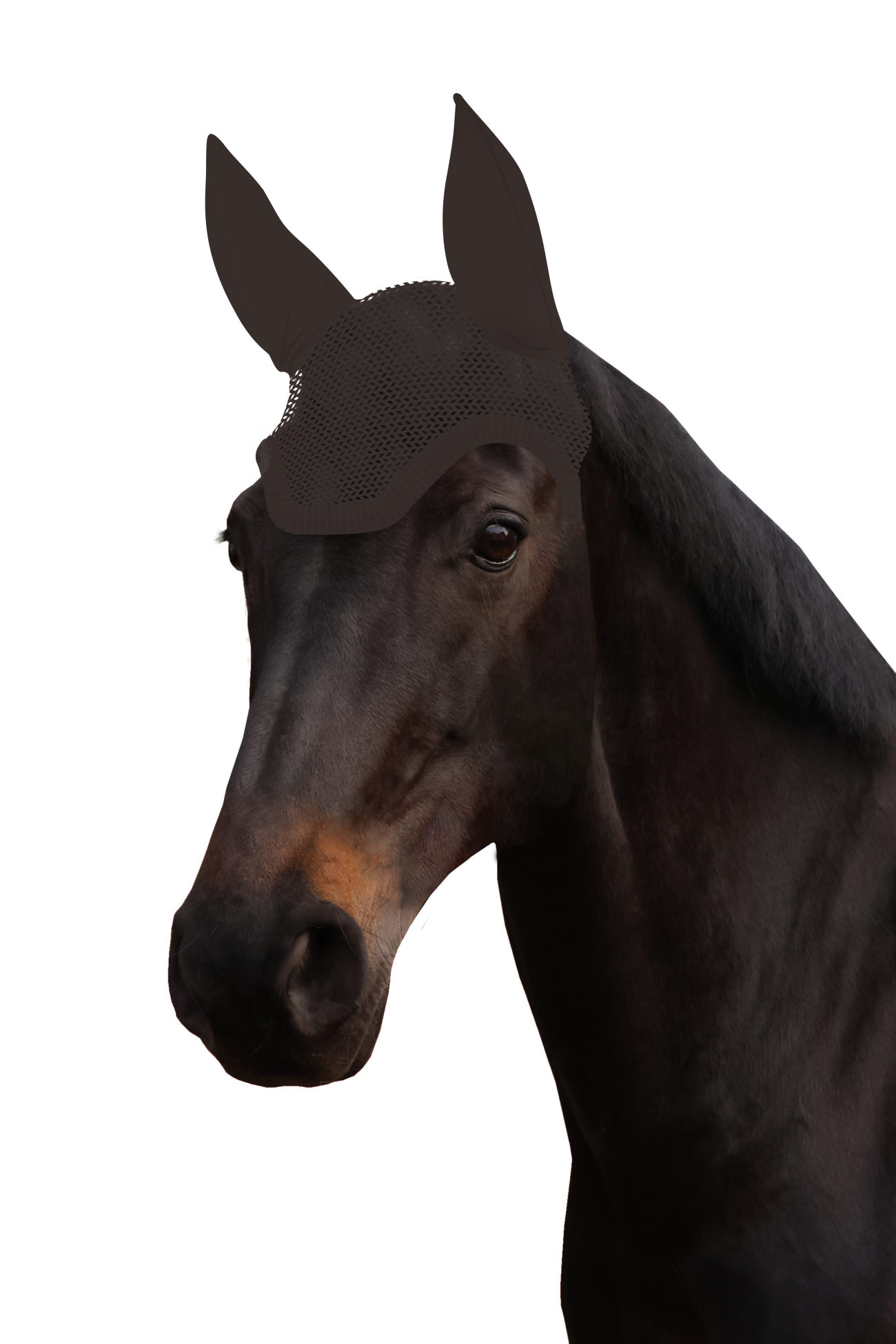 Fliegenohr