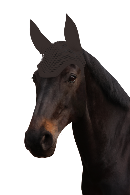 Fliegenohr