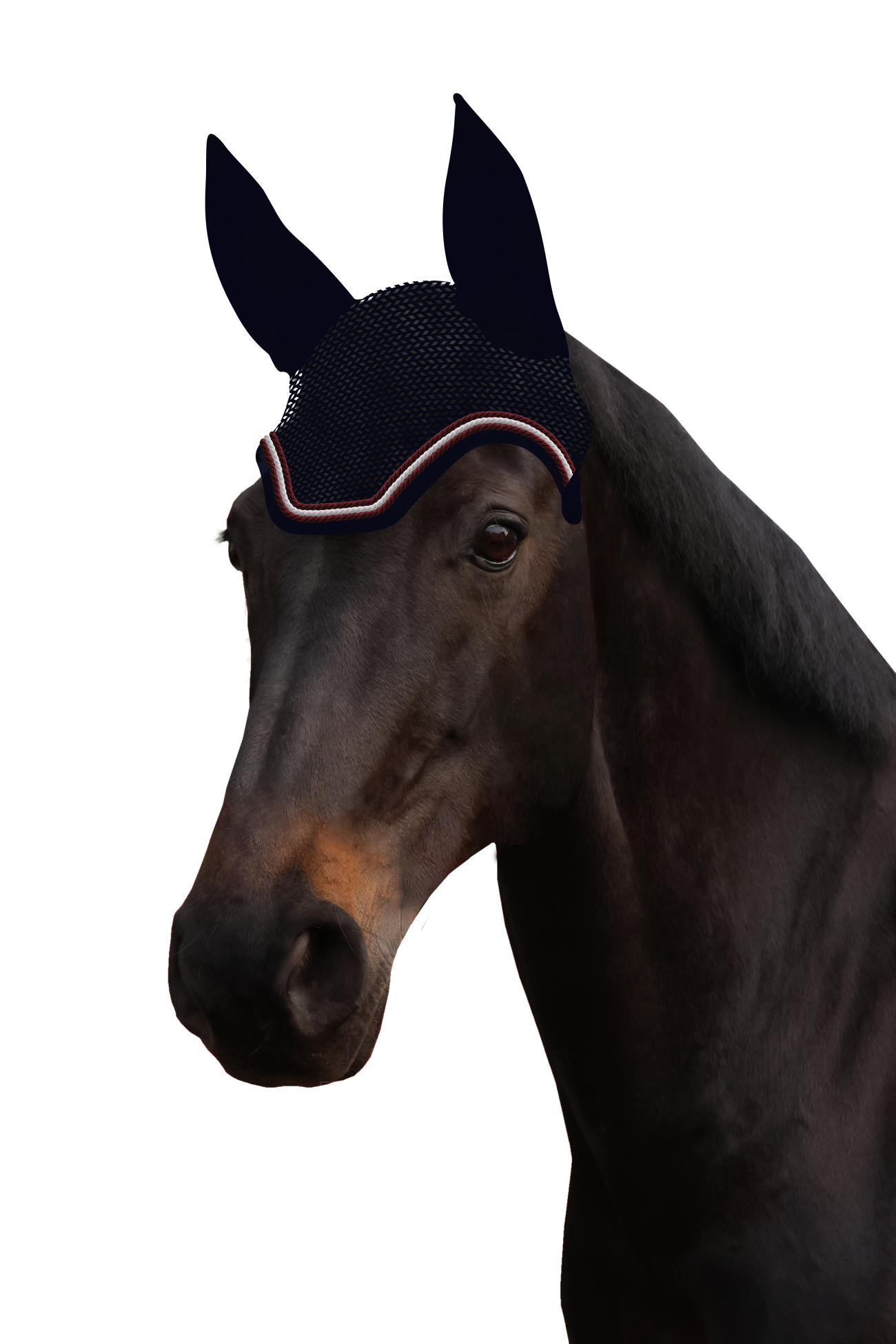 Fliegenohr