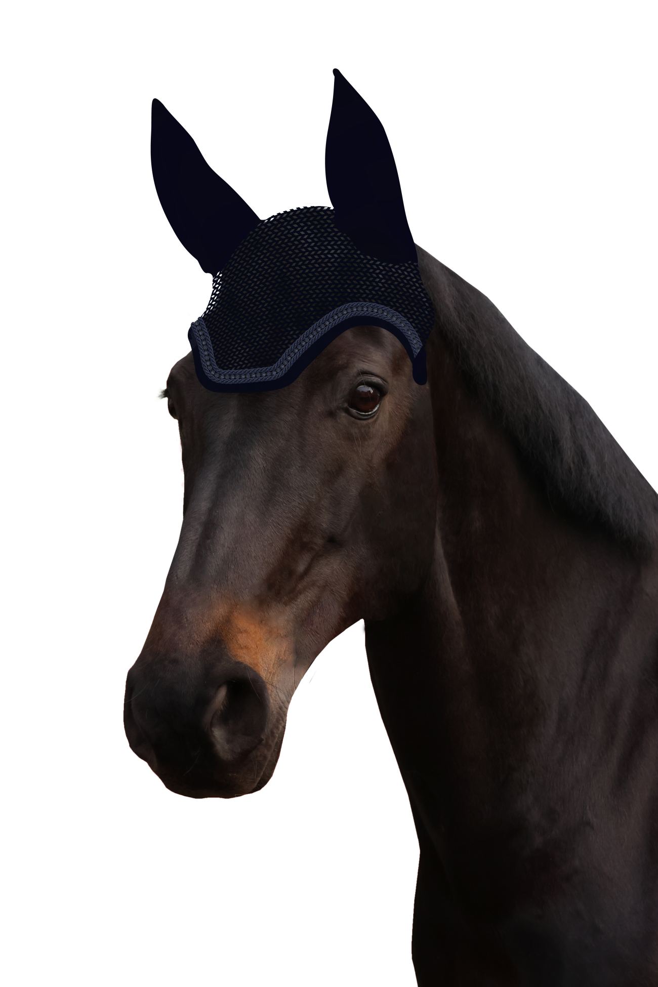 Fliegenohr